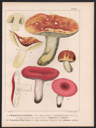 '1-4 Agaricus Alutaceus 5-7 Agaricus Emeticus'