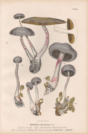 Item #3828 Agaricus Azureus. H Furrer after Fritz Leuba