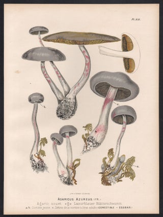 Agaricus Azureus