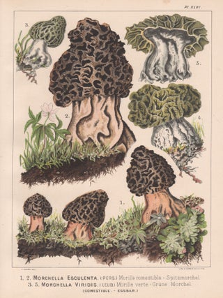 Item #3829 1-2 Morchella Esculenta 3.5. Morchella Viridis. H Furrer after Fritz Leuba