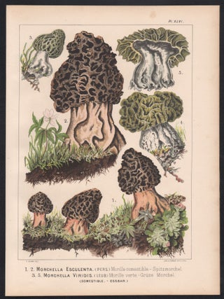1-2 Morchella Esculenta 3.5. Morchella Viridis