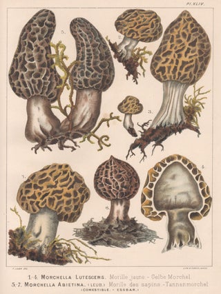 Item #3831 1-4 Morchella Lutescens 5-7 Morchella Abietina. H Furrer after Fritz Leuba
