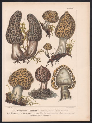 1-4 Morchella Lutescens 5-7 Morchella Abietina
