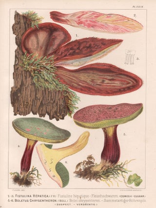 Item #3837 1-3 Fistulina Hepatica 4-6 Boletus Chrysentheron. H Furrer after Fritz Leuba
