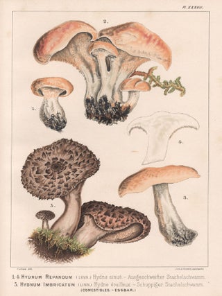 Item #3840 1-4 Hydnum Repandum 5 Hydnum Imbricatum. H Furrer after Fritz Leuba