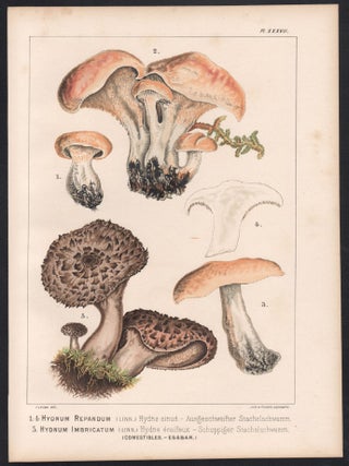 1-4 Hydnum Repandum 5 Hydnum Imbricatum