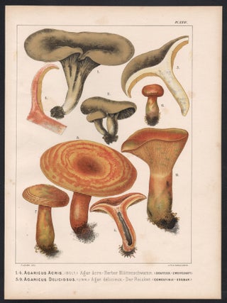 1-4 Agaricus Acris 5-9 Agaricus Deliciosus