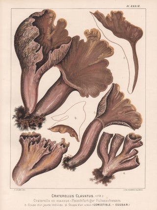 Item #3842 Craterellus Clavatus. H Furrer after Fritz Leuba