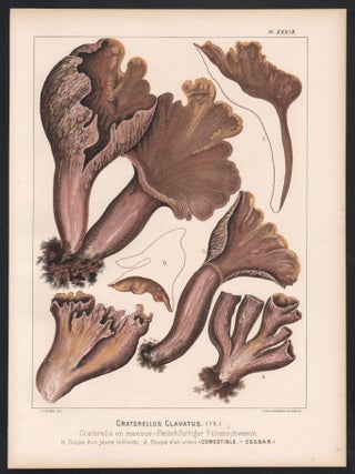 Craterellus Clavatus