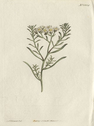 Item #385 Milfoil-like Ixodia. Francis Sansom after Sydenham Edwards, fl1780s-1815