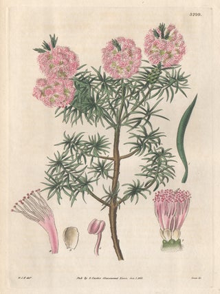 Item #386 Melaleuca Fraseri - Mr Fraser's Melaleuca. Joseph Swan, after William Jackson Hooker
