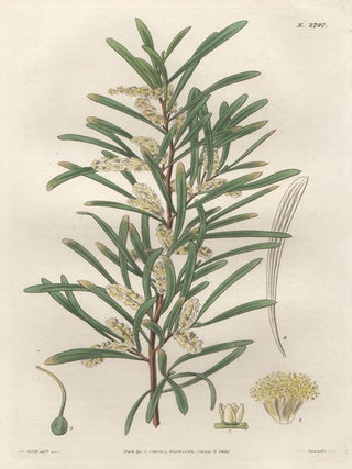 Item #387 Mucronated Acacia. Joseph Swan, after William Jackson Hooker
