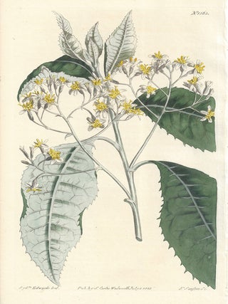 Item #388 Aster Argophyllus - Musk-Scented Star-Wort. Francis Sansom after Sydenham Edwards,...