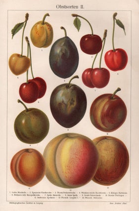Item #3907 Obstsorten II (Cherries, nectarines, greengages