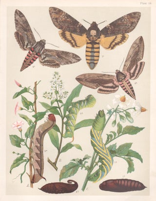 Item #3911 Hawk Moths