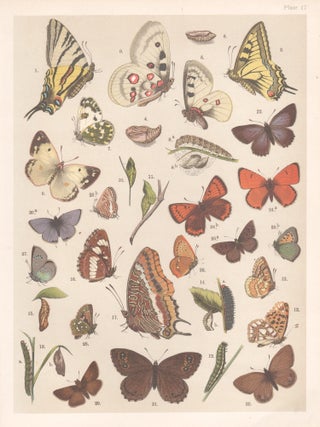 Item #3913 Butterflies