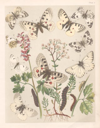 Item #3916 Butterflies