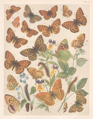 Item #3917 Butterflies