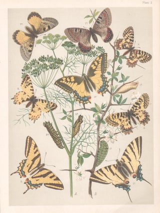Item #3919 Butterflies