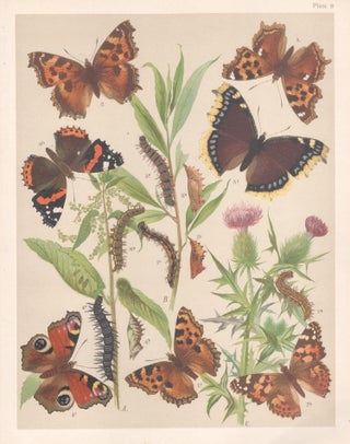 Item #3920 Butterflies