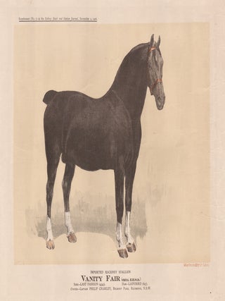 Item #3951 Vanity Fair Imported Hackney Stallion. William Brooks, Lithographers Co, Sydney