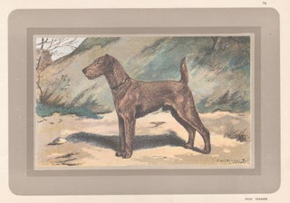 Item #3964 Irish Terrier. After F. Castellan