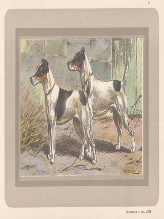 Item #3967 Smooth Haired Fox Terrier. After F. Castellan
