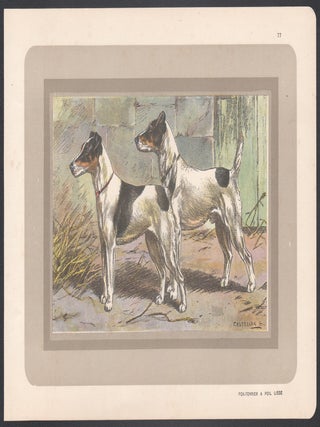 Smooth Haired Fox Terrier