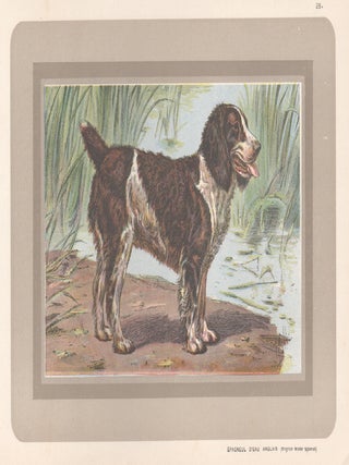 Item #3971 English Water Spaniel. After P. Mahler