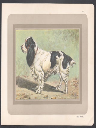 Field Spaniel