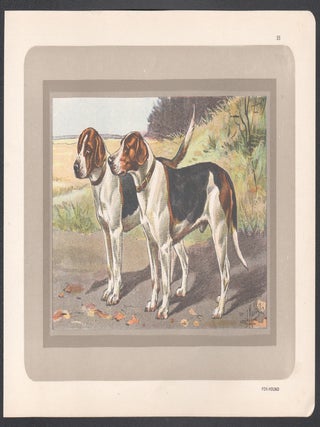 Fox Hound