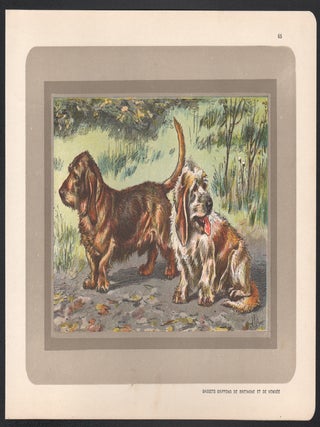 Bassets Griffons de Bretagne et de Vendee