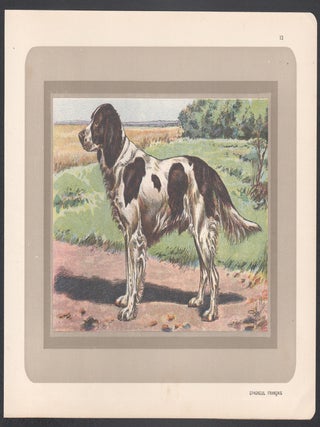 French Spaniel
