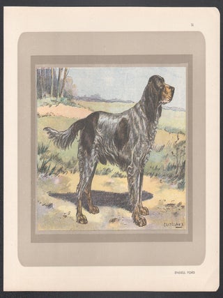 Picardy Spaniel