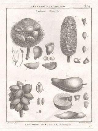 Item #3999 Banksia, Bancsie. Robert Benard, after L. Fossier, fl