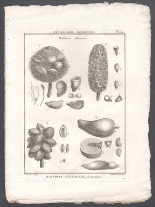 Banksia, Bancsie