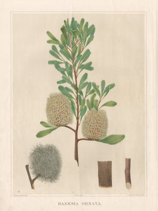 Item #4000 Banksia Ornata (Desert Banksia). E Spiller after HB