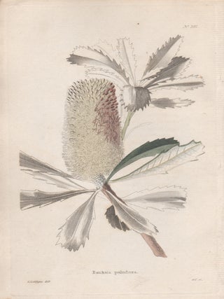 Item #4001 Banksia paludosa. George Cooke after George Loddiges