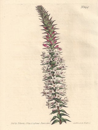 Item #402 Epacris Pungens - Rigid Epacris. Francis Sansom after Sydenham Edwards, fl1780s-1815