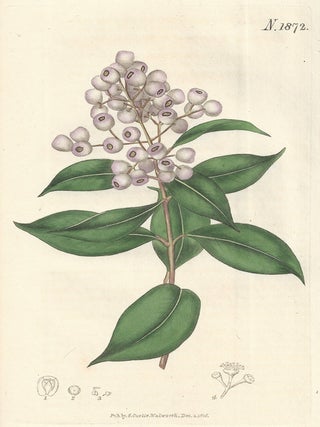 Item #404 Eugenia Elliptica - Round-Fruited Eugenia. Anon