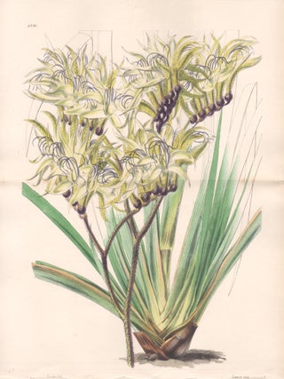 Item #4082 Anigozanthos Fuliginosa - Sooty Anigozanthos (Kangaroo Paw). Walter Hood Fitch