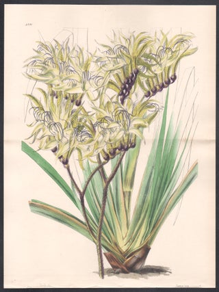 Anigozanthos Fuliginosa - Sooty Anigozanthos (Kangaroo Paw)