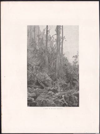 A Gully in the Blue Mountains