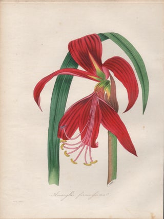 Item #4104 Amaryllis formosissima (Sprekelia, Aztec Lily). Frederick William Smith