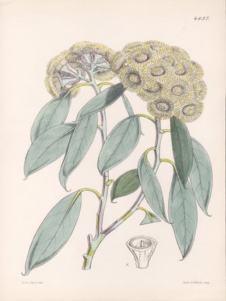 Item #4106 Eucalyptus Coccifera - Coccus-bearing Gum-tree. Walter Hood Fitch