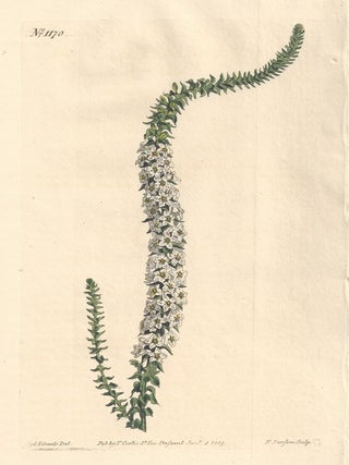 Item #416 Epacris Pulchella - Sweet-Scented Epacris. Francis Sansom after Sydenham Edwards,...
