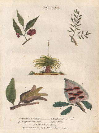 Item #422 Banksias etc. Anon