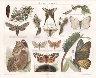 Item #4246 Schmetterlinge I (Butterflies). Anon