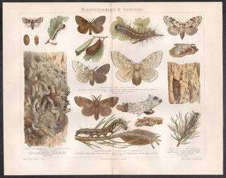 Waldverderber II (Spinner) I (Moths)