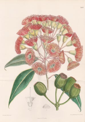 Item #4262 Eucalyptus Ficifolia. John Nugent Fitch after Matilda Smith, 1840–1927,...